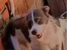 Cachorro raça Shitzu idade 2 anos nome Thor