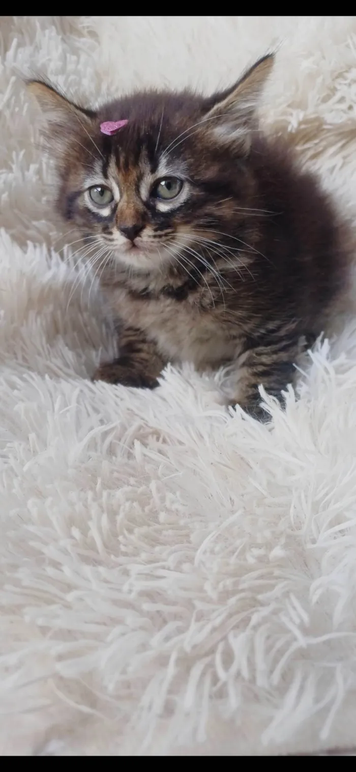 Gato ra a Persa idade Abaixo de 2 meses nome Persa bebê adocao 