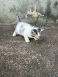 4 gatinhos para doação