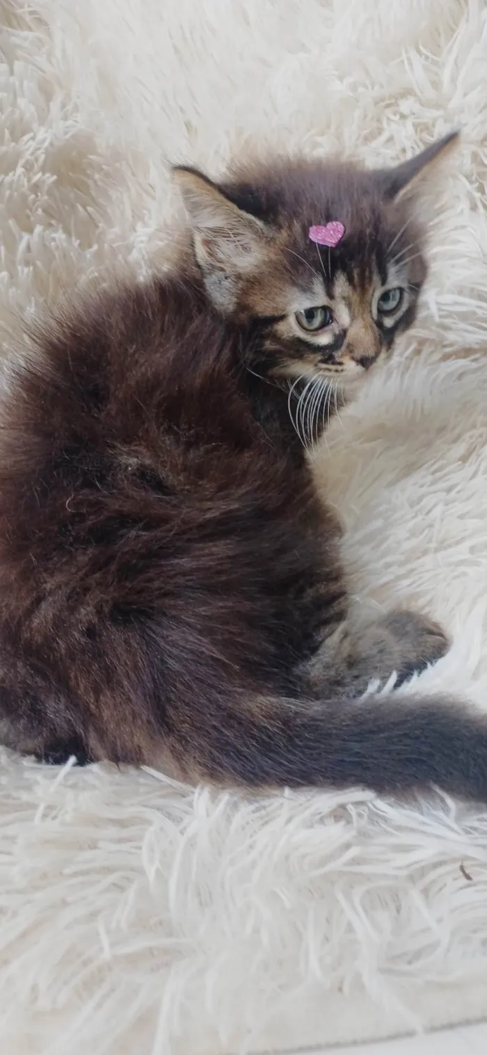 Gato ra a Persa idade Abaixo de 2 meses nome Persa bebê adocao 