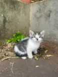 4 gatinhos para doação
