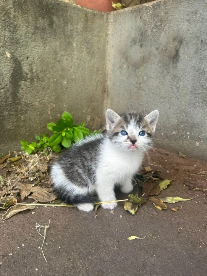 Gato ra a SRD-ViraLata idade Abaixo de 2 meses nome 4 gatinhos para doação
