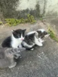 4 gatinhos para doação