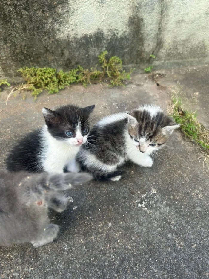 Gato ra a SRD-ViraLata idade Abaixo de 2 meses nome 4 gatinhos para doação