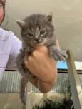 4 gatinhos para doação