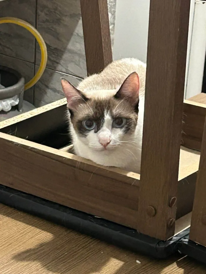 Gato ra a SRD-ViraLata idade 1 ano nome Aurora