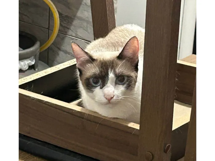 Gato ra a SRD-ViraLata idade 1 ano nome Aurora
