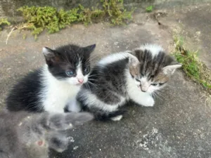 Gato raça SRD-ViraLata idade Abaixo de 2 meses nome 4 gatinhos para doação