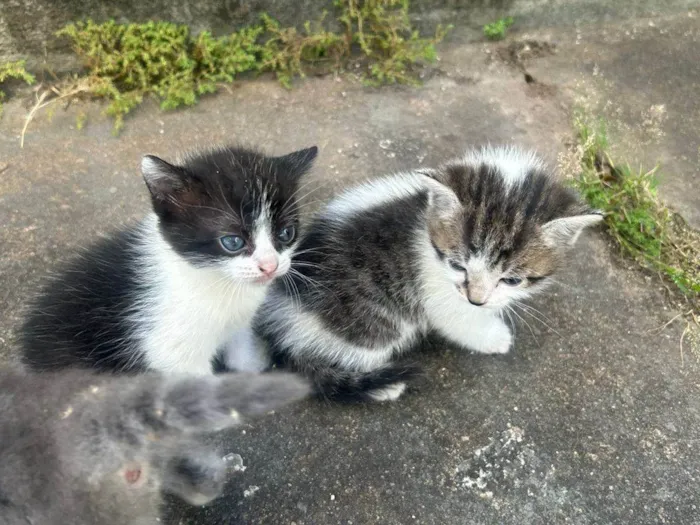 Gato ra a SRD-ViraLata idade Abaixo de 2 meses nome 4 gatinhos para doação