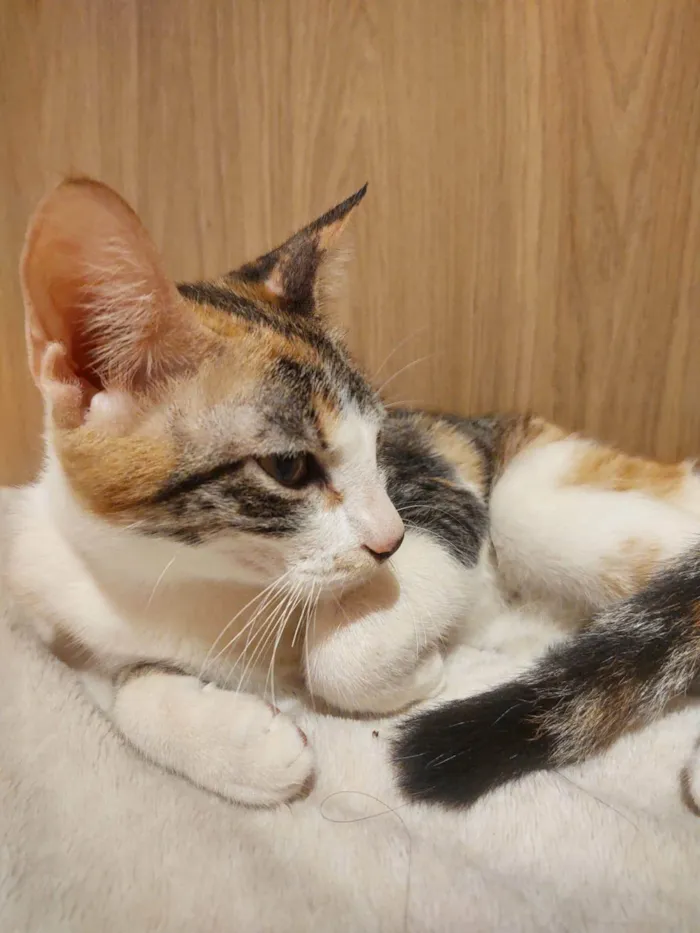 Gato ra a SRD-ViraLata idade 7 a 11 meses nome Gatinha Zuzu linda!