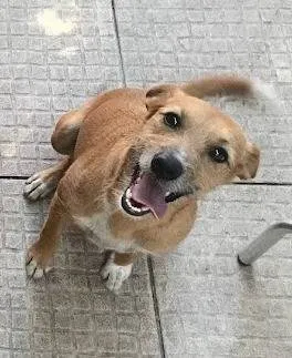 Cachorro ra a SRD-ViraLata idade 3 anos nome Bingo