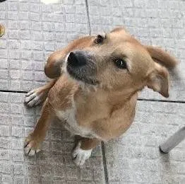 Cachorro ra a SRD-ViraLata idade 3 anos nome Bingo