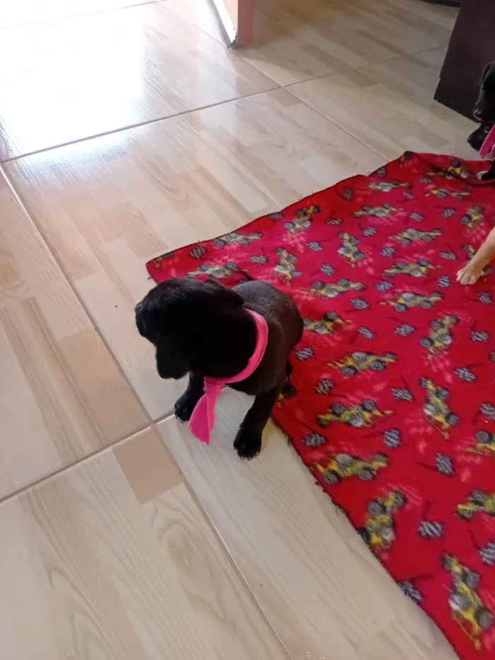 Cachorro ra a SRD-ViraLata idade Abaixo de 2 meses nome Filhotes 