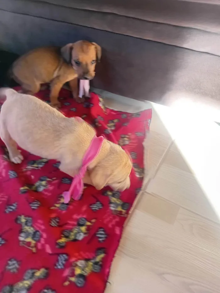 Cachorro ra a SRD-ViraLata idade Abaixo de 2 meses nome Filhotes 