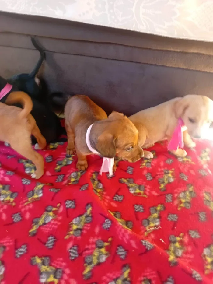 Cachorro ra a SRD-ViraLata idade Abaixo de 2 meses nome Filhotes 