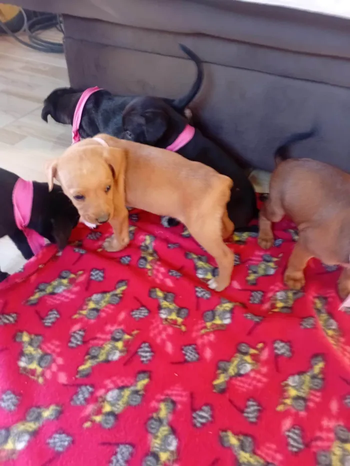 Cachorro ra a SRD-ViraLata idade Abaixo de 2 meses nome Filhotes 