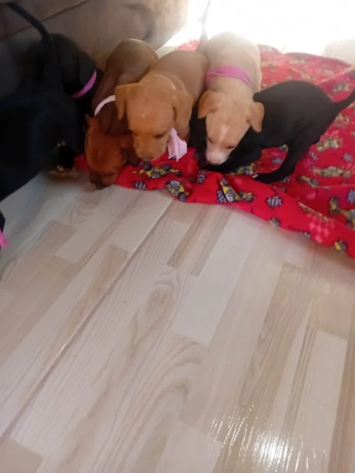 Cachorro ra a SRD-ViraLata idade Abaixo de 2 meses nome Filhotes 