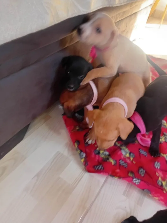Cachorro ra a SRD-ViraLata idade Abaixo de 2 meses nome Filhotes 