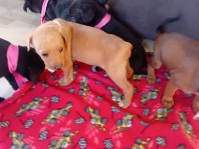 Cachorro raça SRD-ViraLata idade Abaixo de 2 meses nome Filhotes 