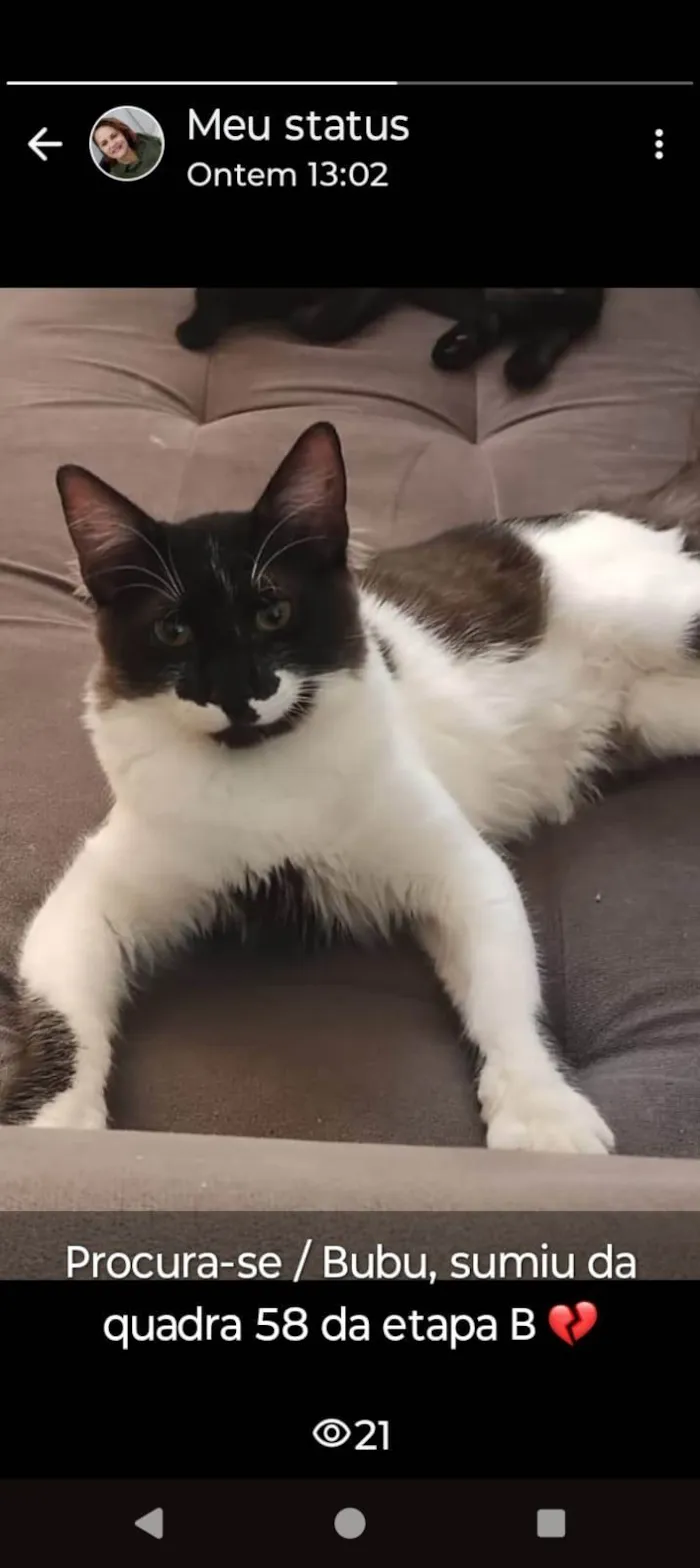Gato ra a SRD-ViraLata idade 1 ano nome BUBU