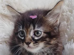 Gato raça Persa idade Abaixo de 2 meses nome Persa bebê adocao 