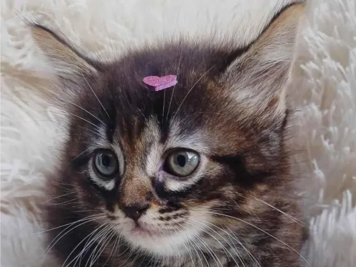 Gato ra a Persa idade Abaixo de 2 meses nome Persa bebê adocao 