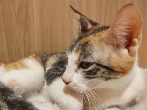 Gato raça SRD-ViraLata idade 7 a 11 meses nome Gatinha Zuzu linda!