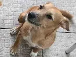 Cachorro raça SRD-ViraLata idade 3 anos nome Bingo