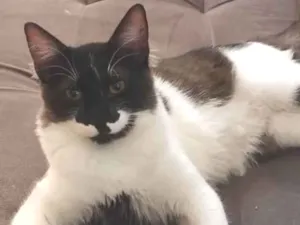 Gato raça SRD-ViraLata idade 1 ano nome BUBU