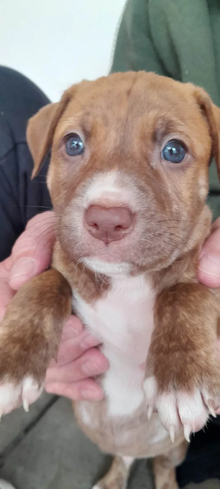 Cachorro ra a SRD-ViraLata idade Abaixo de 2 meses nome Caramelo