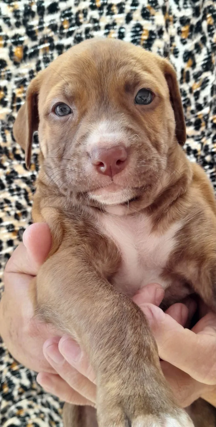 Cachorro ra a SRD-ViraLata idade Abaixo de 2 meses nome Caramelo
