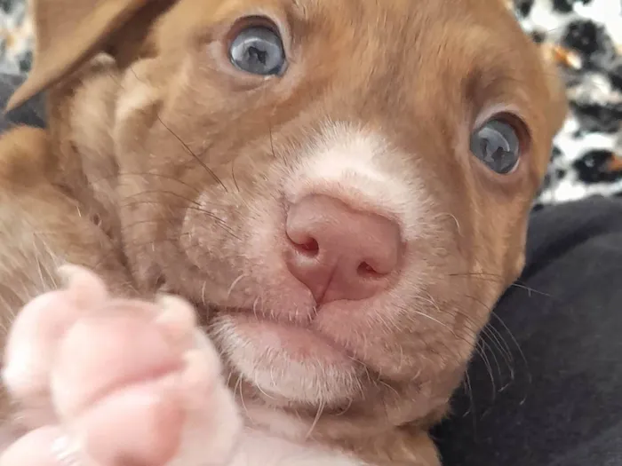 Cachorro ra a SRD-ViraLata idade Abaixo de 2 meses nome Caramelo