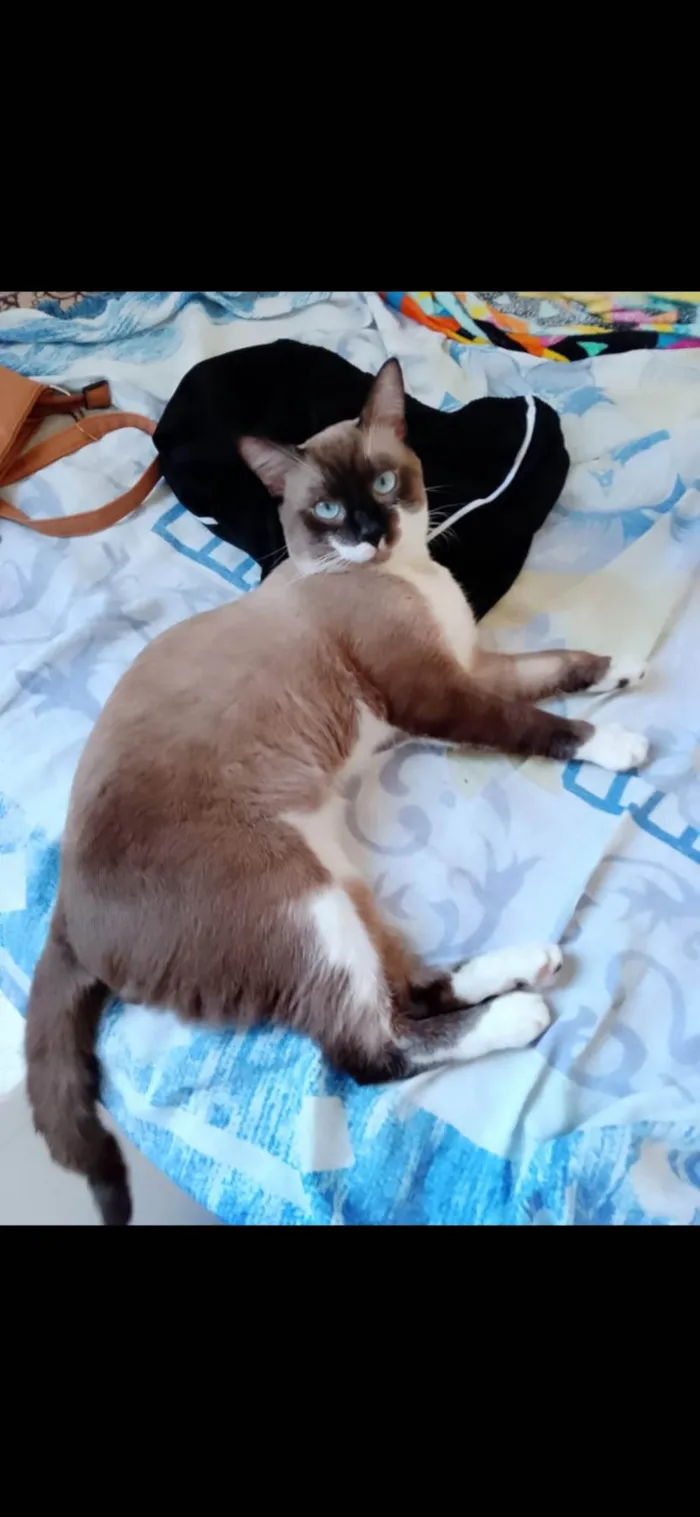 Gato ra a Siamês idade 7 a 11 meses nome Malhado