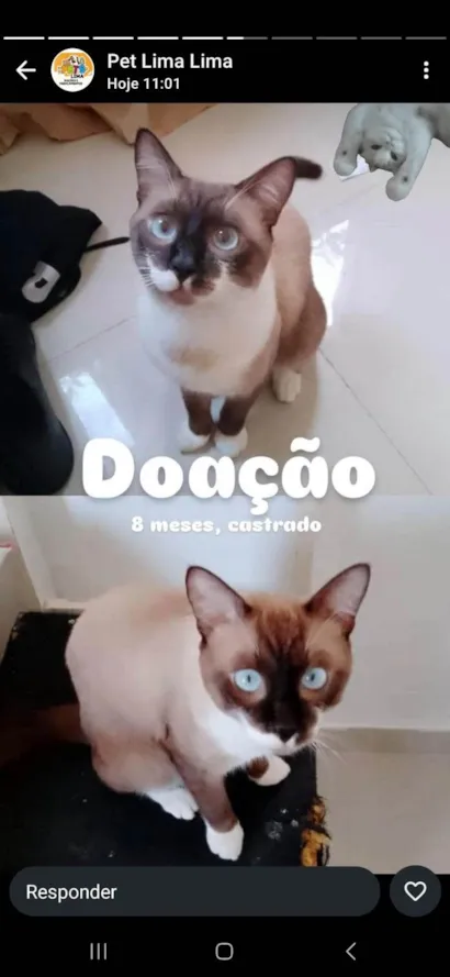Gato raça Siamês idade 7 a 11 meses nome Pipoco/ malhado