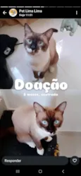 Pipoco/ malhado