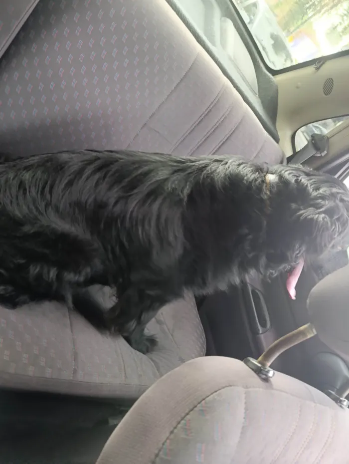 Cachorro ra a SRD-ViraLata idade 5 anos nome Nick