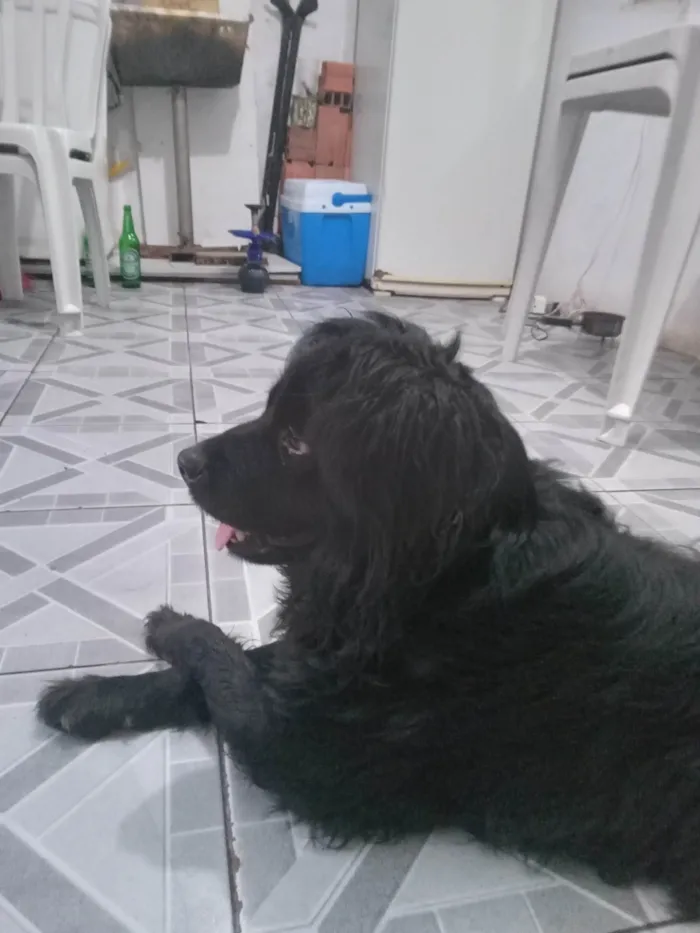 Cachorro ra a SRD-ViraLata idade 5 anos nome Nick