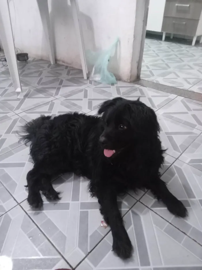 Cachorro ra a SRD-ViraLata idade 5 anos nome Nick