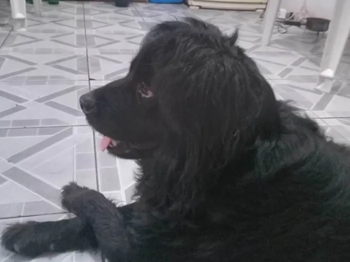 Cachorro ra a SRD-ViraLata idade 5 anos nome Nick