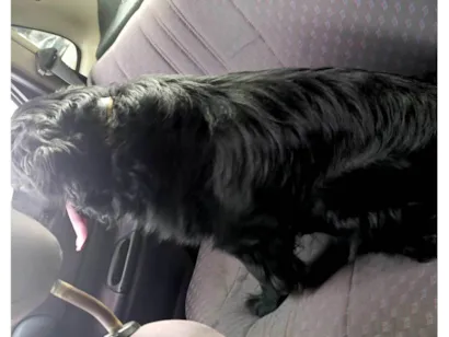 Cachorro raça SRD-ViraLata idade 5 anos nome Nick