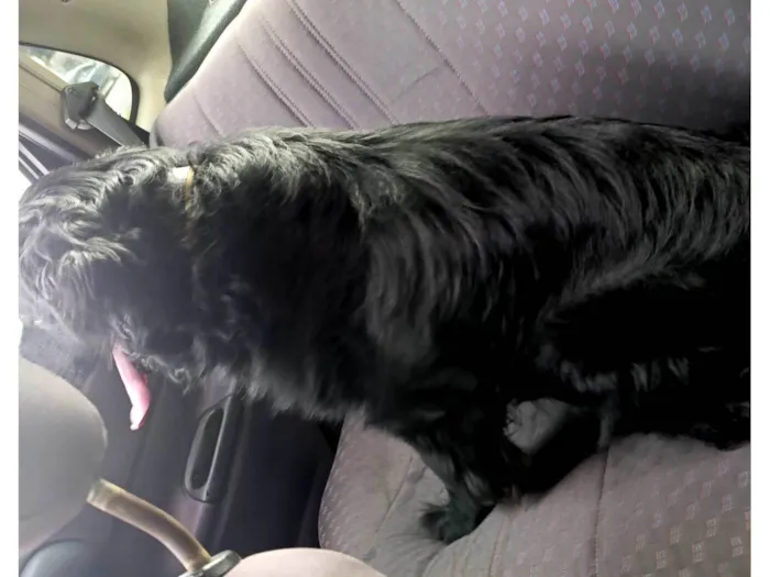 Cachorro ra a SRD-ViraLata idade 5 anos nome Nick