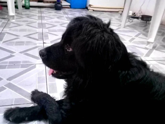 Cachorro ra a SRD-ViraLata idade 5 anos nome Nick