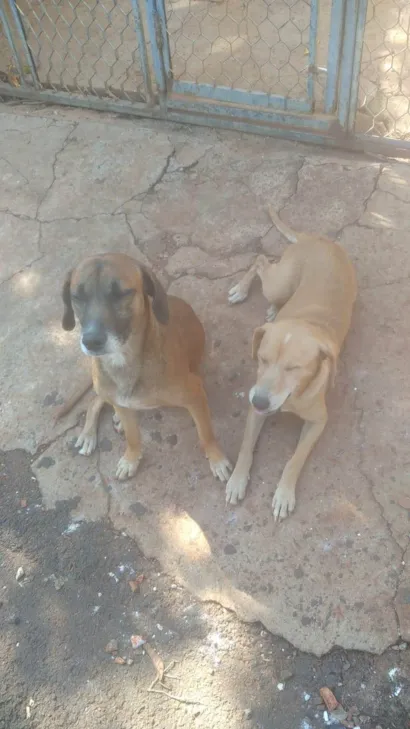Cachorro raça SRD-ViraLata idade 4 anos nome Mel e Pedro