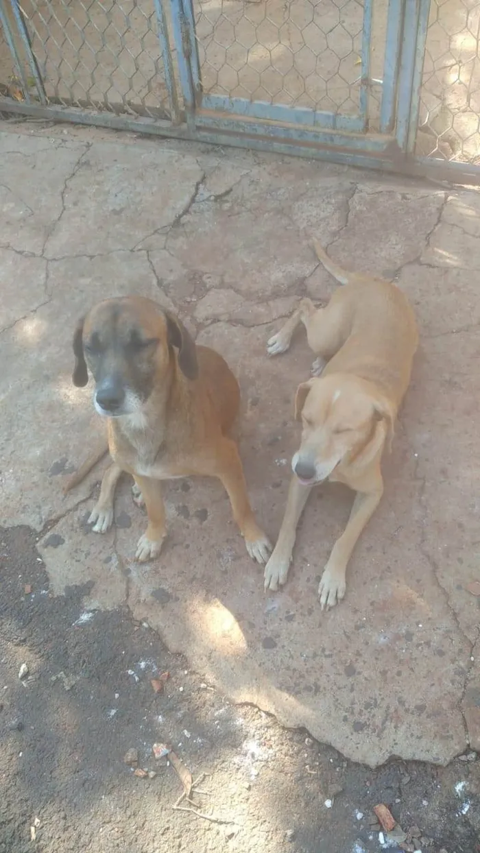 Cachorro ra a SRD-ViraLata idade 4 anos nome Mel e Pedro