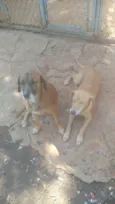 Mel e Pedro