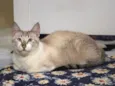 Aurélia