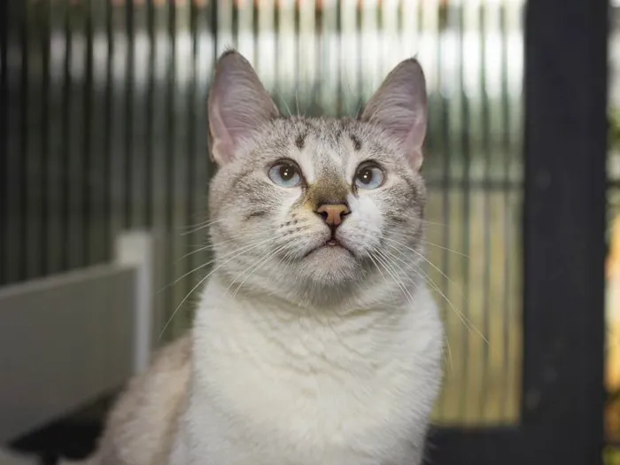 Gato ra a SRD-ViraLata idade 3 anos nome Aurélia