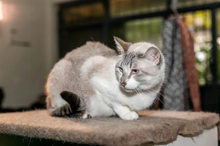 Gato ra a SRD-ViraLata idade 3 anos nome Aurélia