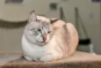 Aurélia