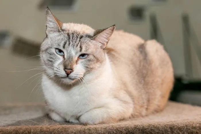 Gato ra a SRD-ViraLata idade 3 anos nome Aurélia